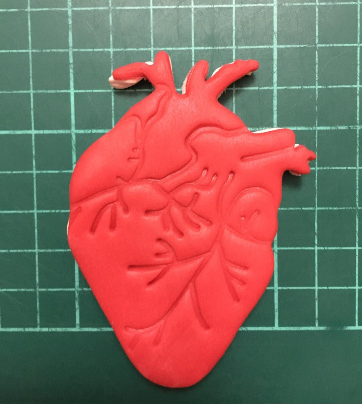 Kalp Organı